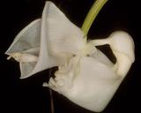 &nbsp;

Orchidea
Coryanthes vasquezii, autor:&nbsp; Š Lourens Grobler, źródło:

http://www.orchidspecies.com/coryvasquezii.htm
z dnia 21.01.2013

